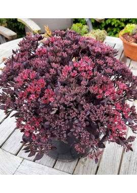 Очиток гибридный «Санспарклер Даззлберри» (Sedum Sunsparkler 'Dazzleberry') Очиток гибридный «Санспарклер Даззлберри» (Sedum Sunsparkler 'Dazzleberry')
