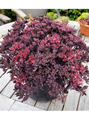 Очиток гибридный «Санспарклер Даззлберри» (Sedum Sunsparkler 'Dazzleberry') Очиток гибридный «Санспарклер Даззлберри» (Sedum Sunsparkler 'Dazzleberry')