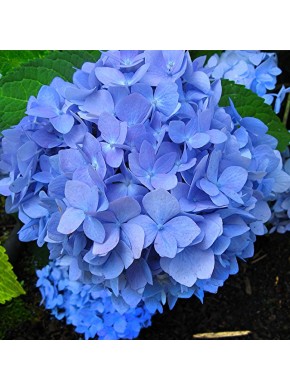Марина Блю/Пинк (Marine Blue/Pink)