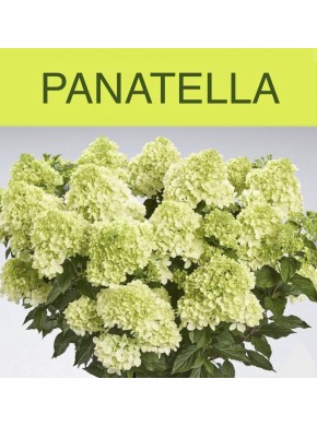 Панателла (Panatella)