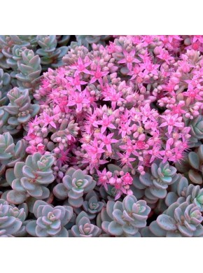 Очиток многостебельный «Сахалин» (Sedum pluricaule Sakhalin) Очиток многостебельный «Сахалин» (Sedum pluricaule Sakhalin)