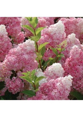 Ванилла Фрайз (Vanilla Frise)